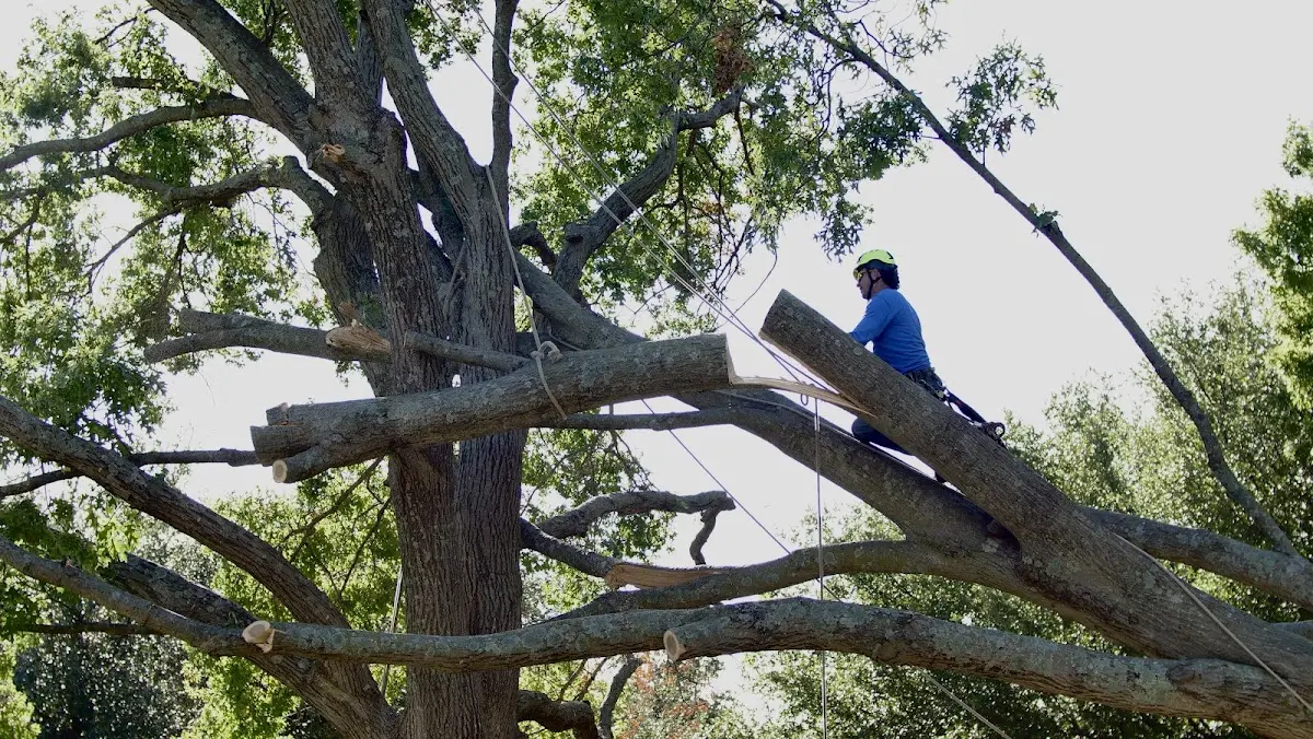 Professional Hazardous Tree Removal performed by certified arborists in Panther